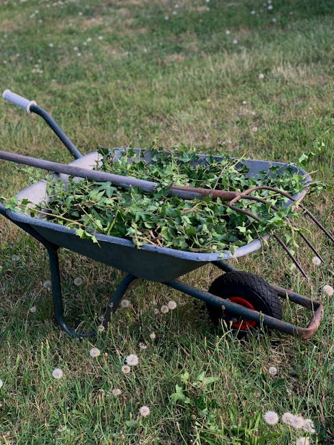 A black plastic wheelbarrow with a single red-rimmed wheel is positioned on a grassy lawn. Inside the wheelbarrow, there are freshly cut green plant stems and leaves, suggesting recent hedge trimming
